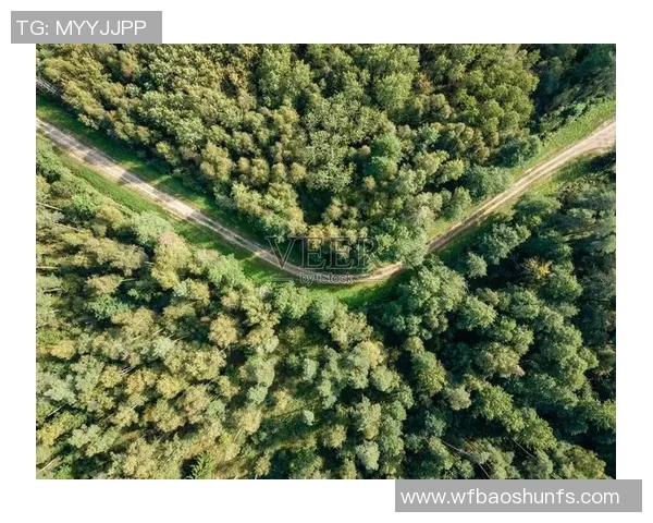 绿色森林与斯文登的生态对比与文化碰撞探讨